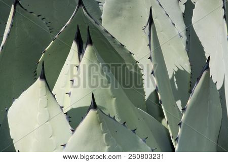 Succulent Aloe Plant Closeup With Spikey Ends Background