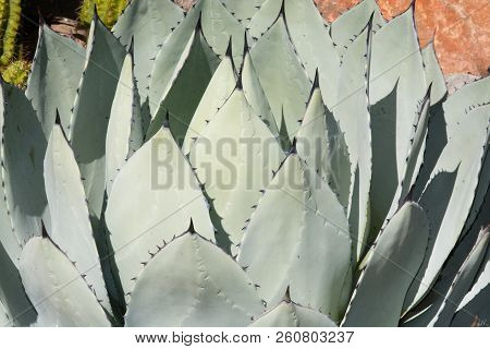 Succulent Aloe Plant Closeup With Spikey Ends Background