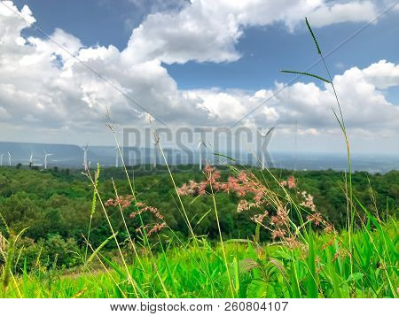 Desho Grass Flower  And Green Grass With Mountain And Sky Background.