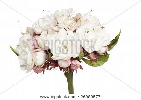 stieg LosbÃ¤ume Blume