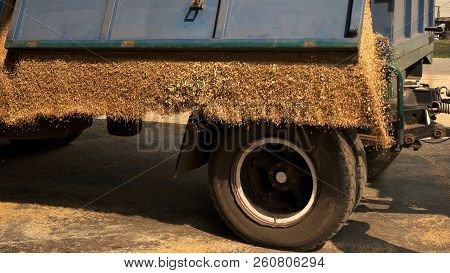 Unloading Corn Grain From The Tractor Trailer. Close Up. Grain Warehouse.