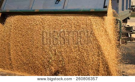 Corn Grain Pouring In A Agricultural Silo. Close Up. Wheat Hatvest.