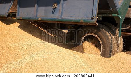 Heap Of Corn Grain And Trail In The Warehouse. Big Pile Of Wheat On The Floor.