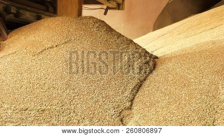 Heap Grain Wheat In A Warehouse. Food Factory. Close Up.