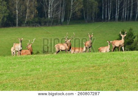 Wildlife Deer Defends And Keep Watching Herd Of Deerskin During The Rut On The Meadow