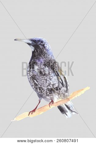 Blackbird On A Branch. Ousel Painting. Watercolor Illustration Of Thrush. Beautiful Stylized Bird. R