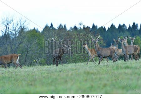 Wildlife Deer Defends And Keep Watching Herd Of Deerskin During The Rut On The Meadow