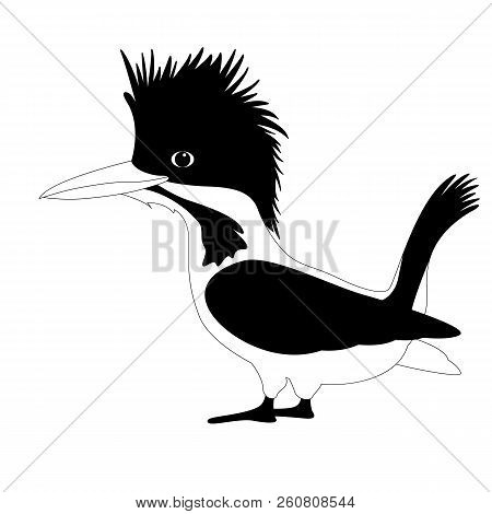 Bird Male Crested Kingfisher Vector Illustration Flat Style