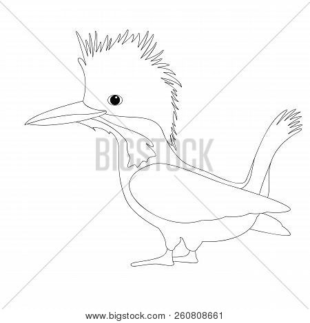 Bird Male Crested Kingfisher Vector Illustration  Coloring Book
