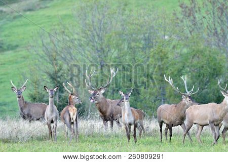 Wildlife Deer Defends And Keep Watching Herd Of Deerskin During The Rut On The Meadow
