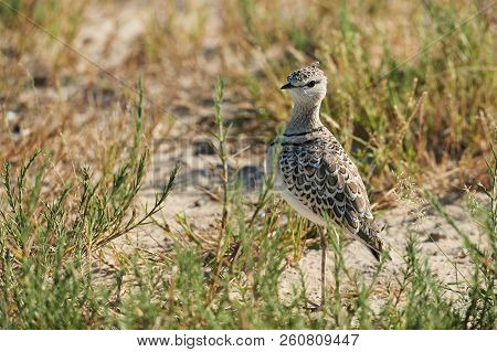 Double-banded Courser (rhinoptilus Africanus), Also Known As The Two-banded Courser Is An African Bi