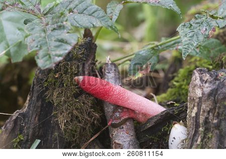 Mushrooms (mutinus Ravenelii) On A Forest Soil
