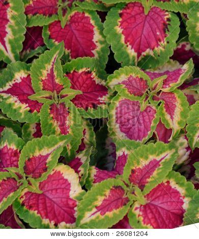 Coleus blumei