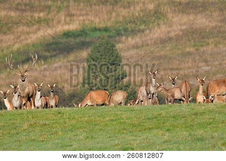 Wildlife Deer Defends And Keep Watching Herd Of Deerskin During The Rut On The Meadow