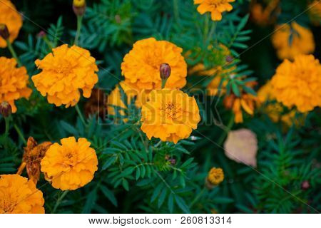 Marigolds Or Tagetes Erecta Flower In Thegarden. Orange Marigolds. Tagetes.