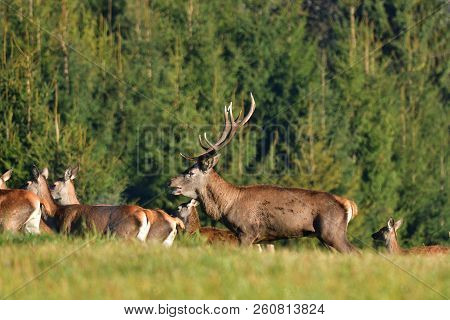 Wildlife Deer Defends And Keep Watching Herd Of Deerskin During The Rut On The Meadow