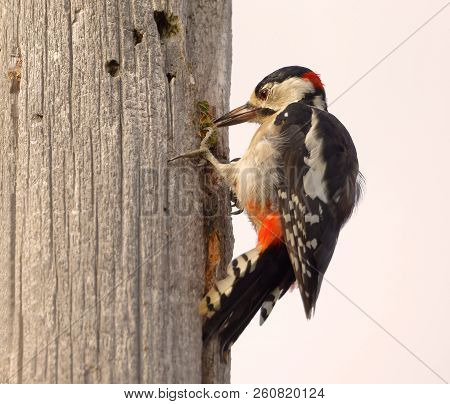 Great Spotted Woodpecker (latin: Dendrocopus Major) Eating On A Cone Using Crack In A Telephone Pole