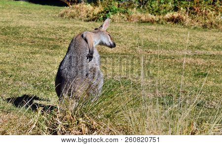 Young Cute Wild Grey Kangaroo