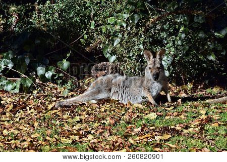 Young Cute Wild Grey Kangaroo