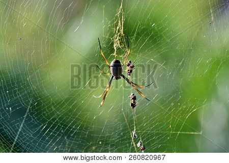 Golden Orbweaver Spider (nephila Plumipes)