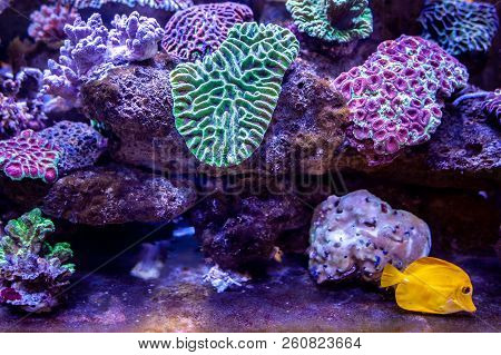 Underwater Coral Reef Landscape Background In The Deep Lilac Ocean