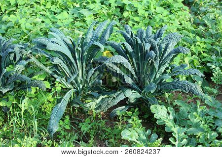 Collard Or Tree Cabbage Or Nonheading Cabbage Two Large Plants With Long Thick Dark Green Leaves Pla