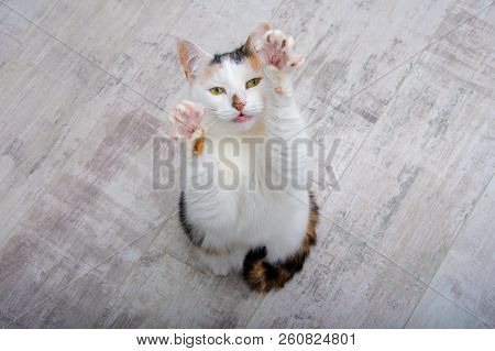 Tortoiseshell Cat Standing On Her Back Legs Reaching Up Into The Air