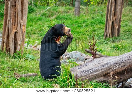 Sun Bear Standing On Its Back Legs Eating Fruit