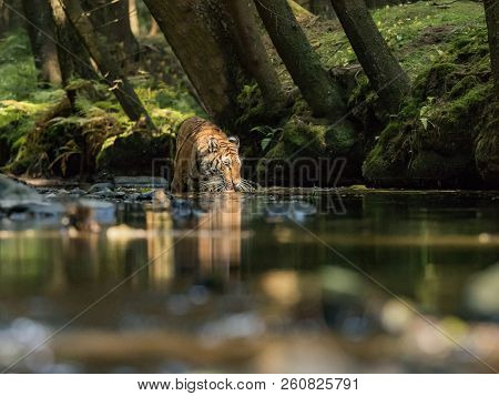 Tiger In The Natural Landscape Environment In The Taiga In Russia. Tiger In The Creek On A Sunny Day