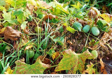 Ecballium, Wild Cucumber Plant, Annual Mad Cucumber Plant
