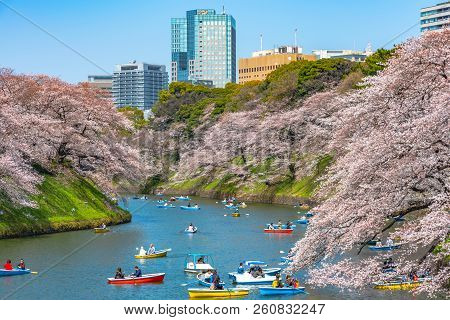 Chiyoda, Tokyo, Japan - March 25, 2018: Cherry Blossoms Around Chidorigafuchi Park, Tokyo, Japan.