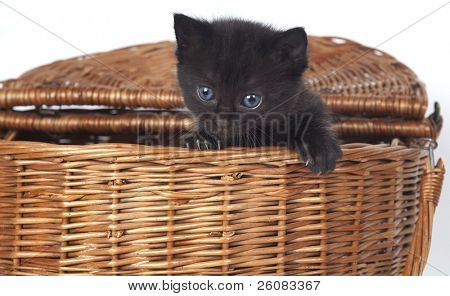 Sort kitty kigge væk i kurv