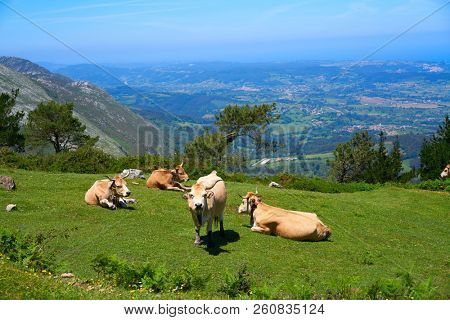 Asturias cow in high mountain and sea in background of Spain