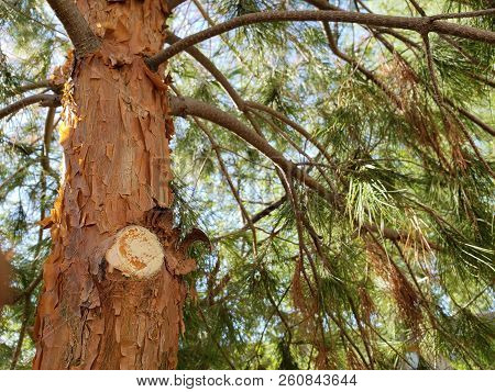 Trunk Of Afgan Pine Tree With A Freesh Cut Spot