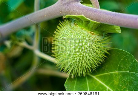 Devil's Trumpet, Datura Metel, In The Garden, Close Up.