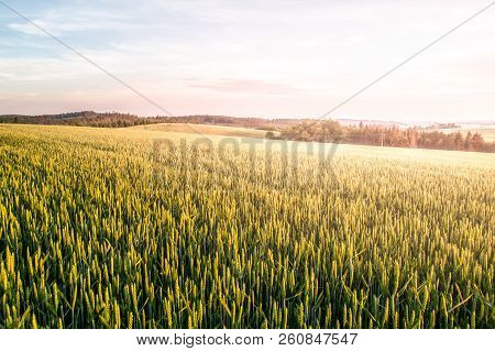 Green Spring Field Of Grain On Sunny Day With Blue Sky And White Clouds. Natural, Agricultural And R
