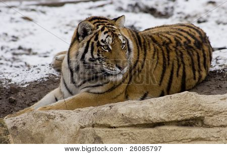  Sibirischer Tiger im Schnee