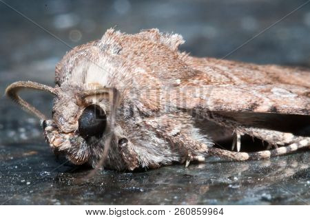 Night Insect Brown Moth Close Up Picture