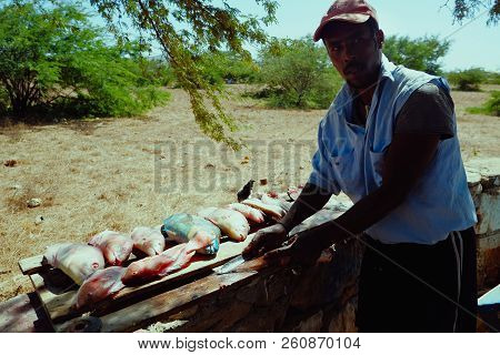 Vila Do Maio ,maio Island, Cape Verde - Jan 5 2016: Local Fisherman Cleaning The Catch In The Shade 