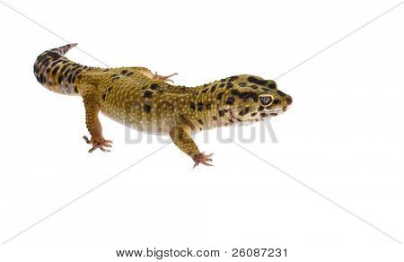 Gecko léopard isolé sur fond blanc