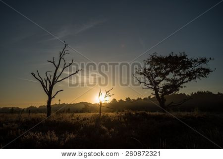 On A Misty Morning In The Kalmhoutse Heather Park Near Antwerp