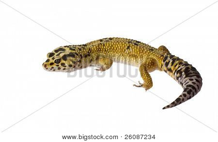 Gecko léopard isolé sur fond blanc