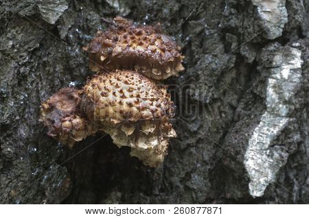 Pholiota Squarrosa Mushroom On A Birch Tree