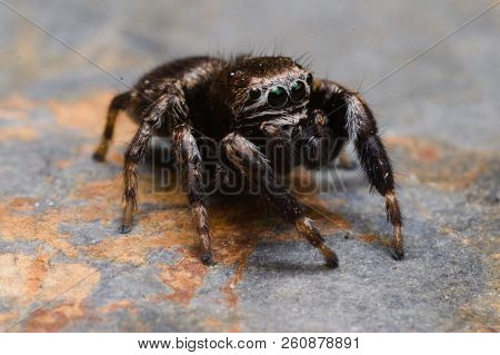 Evarcha Arcuata Jumping Spider Macro Shot In Nature