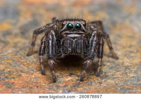 Evarcha Arcuata Jumping Spider Macro Shot In Nature
