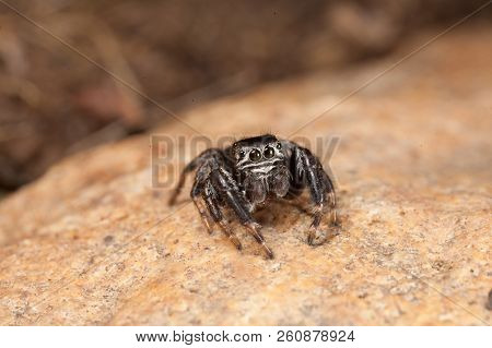 Evarcha Arcuata Jumping Spider Macro Shot In Nature