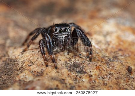 Evarcha Arcuata Jumping Spider Macro Shot In Nature