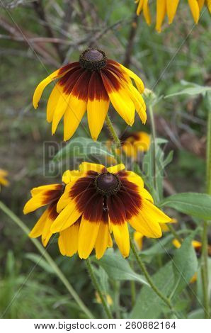 Rudbeckia Flowers In An Autumn Garden, Llose Up Shot
