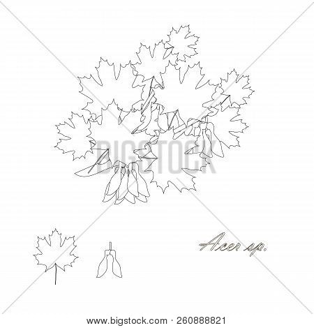 Maple Branch With Leaves And Fruits, Sketch Design Element Monochrome Stock Vector Illustration For 