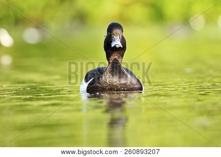 Tufted Duck Swimming Towards Camera ( Aythya Fuligula  )